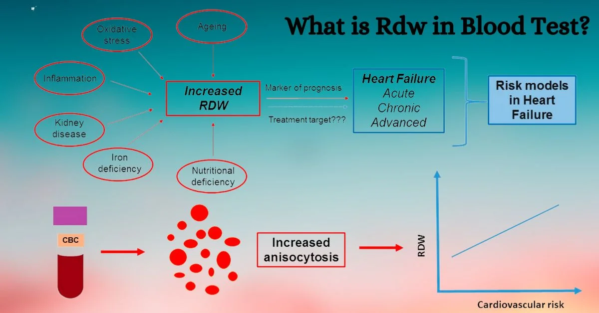 What is Rdw in Blood Test