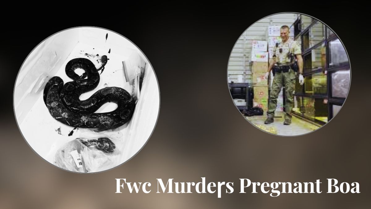 Fwc Murdeɼs Pregnant Boa 