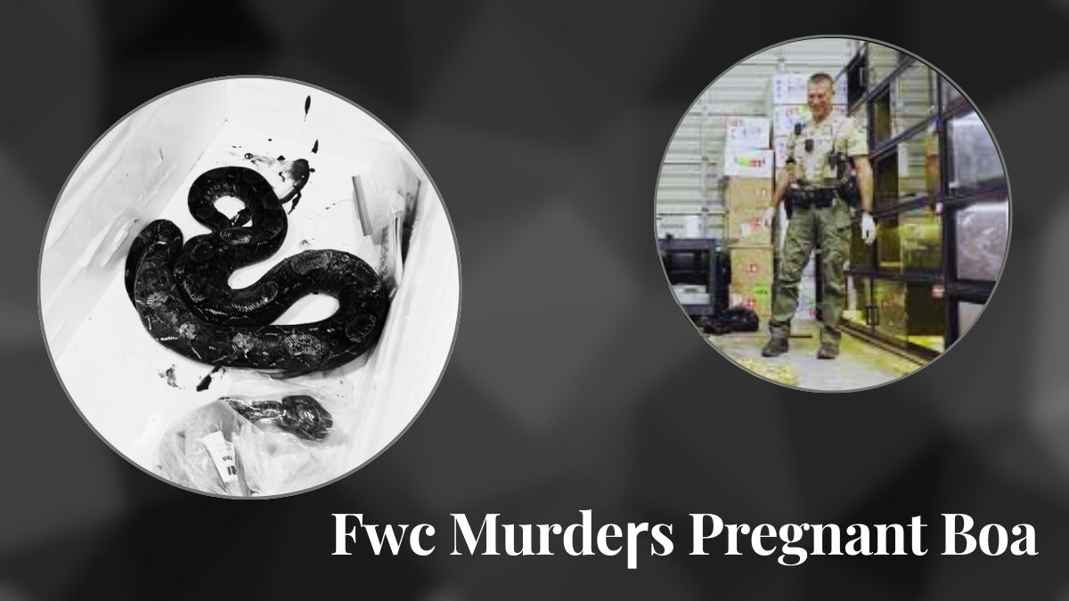 Fwc Murdeɼs Pregnant Boa