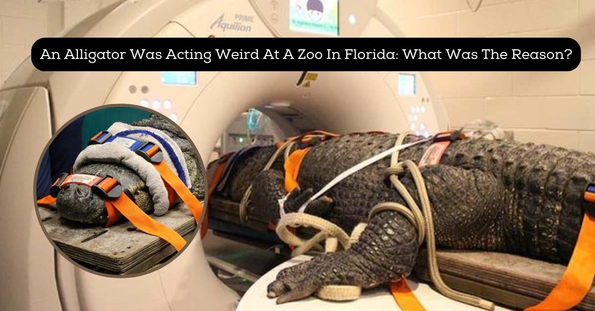 An Alligator Was Acting Weird At A Zoo In Florida: What Was The Reason?